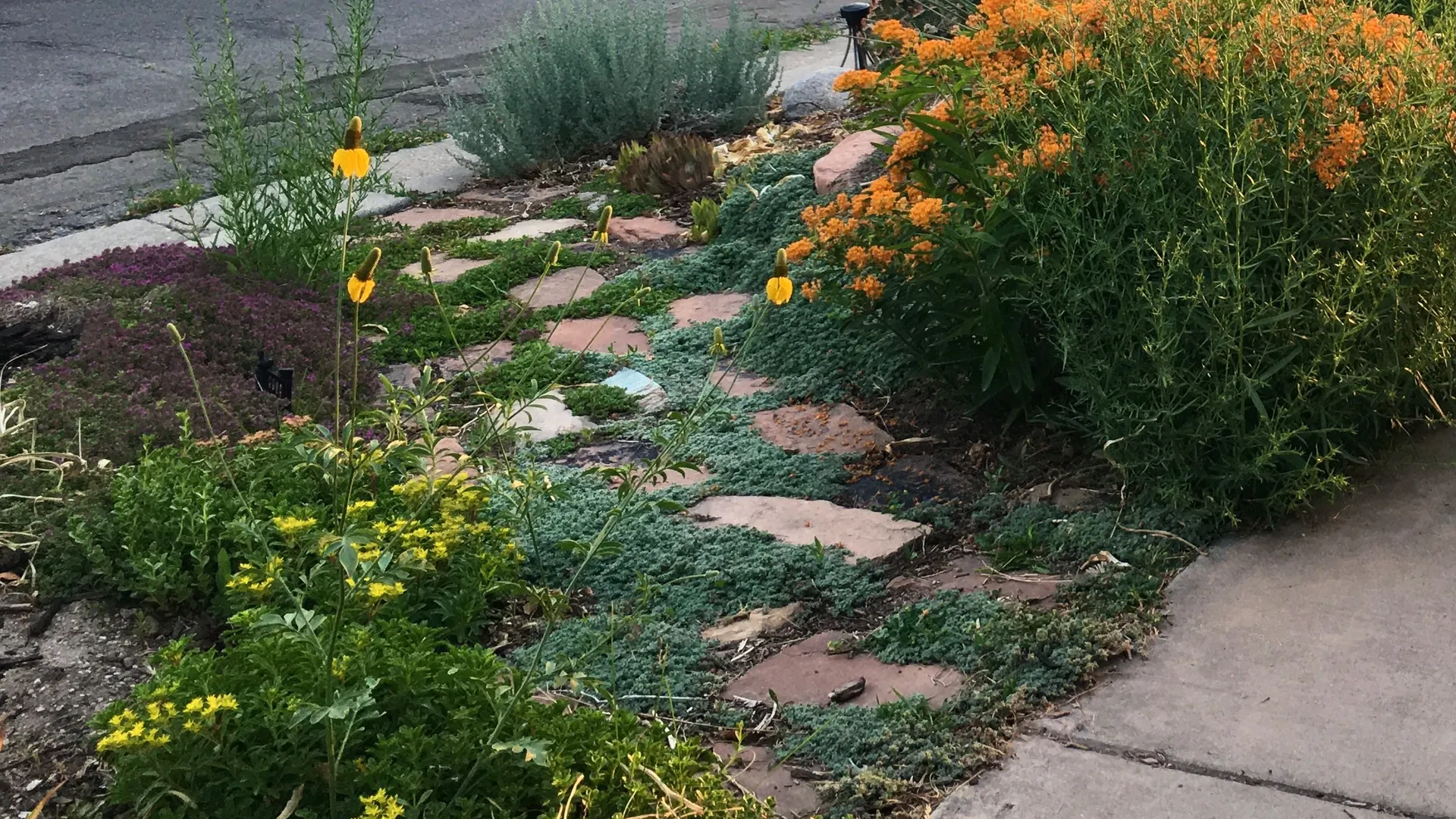 SHRUBS and BUSHES Store 23 SHRUBS and BUSHES Store -SHRUBS and BUSHES Store 1681502950401