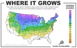 Dwarf Alberta Spruce - 5 Gallon Pot -SHRUBS and BUSHES Store 3A 8A 2