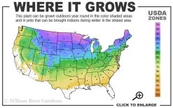 Ginkgo Maidenhair Tree (Male) - 2 Gallon Pot -SHRUBS and BUSHES Store 3a 8b 12