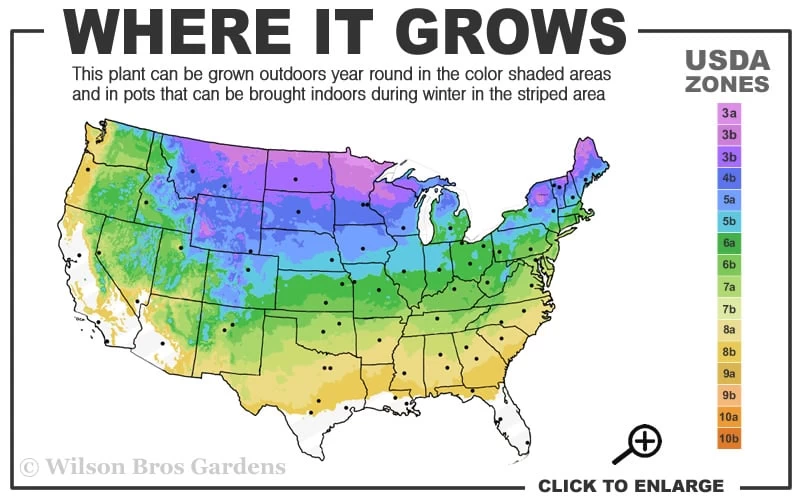 Degroots Spire Arborvitae - 7 Gallon Pot (3-4') 5 Degroots Spire Arborvitae - 7 Gallon Pot (3-4') - Image 3