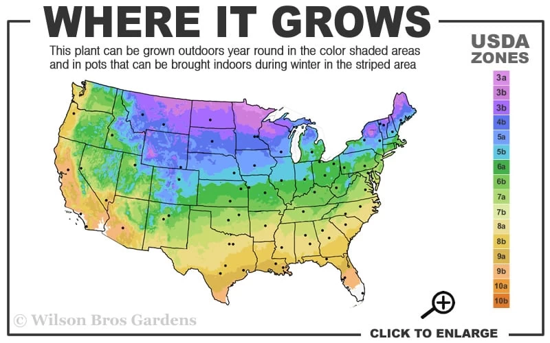 Princess Kate Clematis - 1 Gallon Pot 5 Princess Kate Clematis - 1 Gallon Pot - Image 3