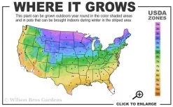 Limelight PeeGee Hydrangea - 1 Gallon Pot -SHRUBS and BUSHES Store 3a 9b 5