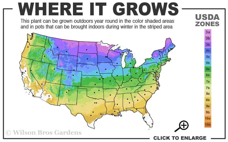 Grancy Graybeard - White Fringe Tree - 7 Gallon Pot (2-3') 5 Grancy Graybeard - White Fringe Tree - 7 Gallon Pot (2-3') - Image 3