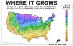 Ruby Spice Summersweet (Clethra) - 3 Gallon Pot 10 Ruby Spice Summersweet (Clethra) - 3 Gallon Pot -SHRUBS and BUSHES Store 3b 9b