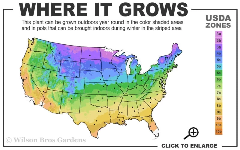 Hetzi Columnar Juniper - 7 Gallon Pot (5-6') 5 Hetzi Columnar Juniper - 7 Gallon Pot (5-6') - Image 3