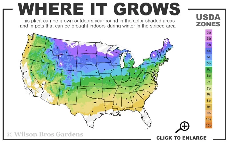 Shadblow Serviceberry Tree (Amelanchier Canadensis) - 3 Gallon Pot 5 Shadblow Serviceberry Tree (Amelanchier Canadensis) - 3 Gallon Pot - Image 3