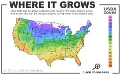 Pink Drift Groundcover Rose - 1 Gallon Pot 11 Pink Drift Groundcover Rose - 1 Gallon Pot -SHRUBS and BUSHES Store 4a 11 3