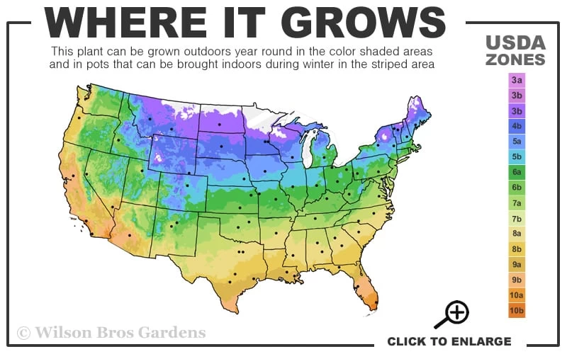 Popcorn Drift Groundcover Rose - 3 Gallon Pot 5 Popcorn Drift Groundcover Rose - 3 Gallon Pot - Image 3