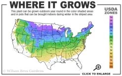 Miss Kim Lilac - 2 Gallon Pot -SHRUBS and BUSHES Store 4a 8a