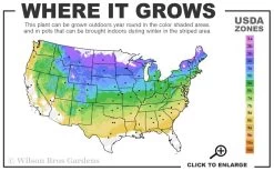 Red Balloon Viburnum - 3 Gallon Pot -SHRUBS and BUSHES Store 4a 8b 11