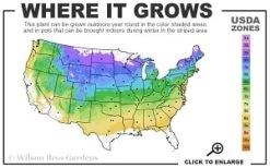 Fragrant Winter Honeysuckle Bush (Lonicera Fragrantissima) - 1 Gallon Pot -SHRUBS and BUSHES Store 4a 8b thumbnail