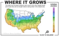 Tall Mondo Grass - 1 Gallon Pot -SHRUBS and BUSHES Store 5a 10b 11