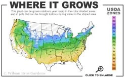 Chicago Luster Arrowwood Viburnum - 1 Gallon Pot 11 Chicago Luster Arrowwood Viburnum - 1 Gallon Pot -SHRUBS and BUSHES Store 5a 8b 30
