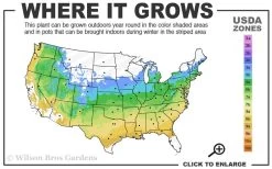 Yellow Bird Magnolia Tulip Tree - 3 Gallon Pot 14 Yellow Bird Magnolia Tulip Tree - 3 Gallon Pot -SHRUBS and BUSHES Store 5a 9a 4