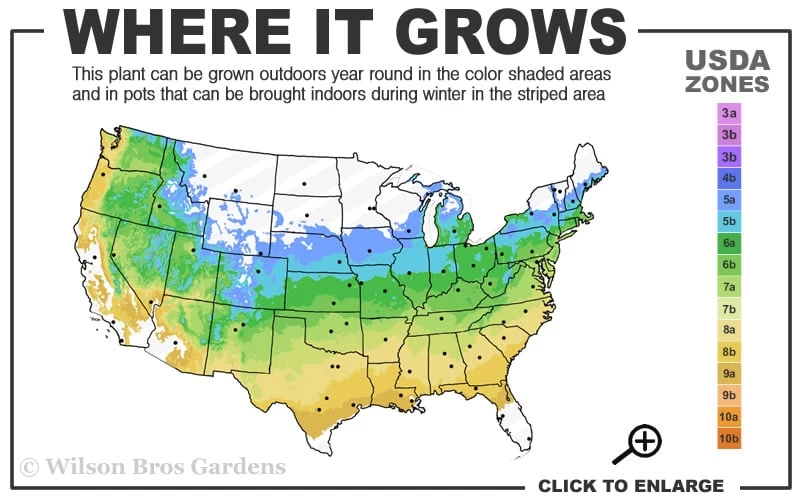 Red Cascade Miniature Climbing Rose - 6 Pack Of 1 Gallon Pots 5 Red Cascade Miniature Climbing Rose - 6 Pack Of 1 Gallon Pots - Image 3