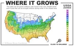 Wildcat Star Magnolia Tree - 3 Gallon Pot 11 Wildcat Star Magnolia Tree - 3 Gallon Pot -SHRUBS and BUSHES Store 5a 9b 96
