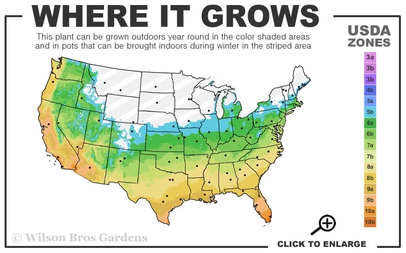 Claudia Wannamaker Southern Magnolia - 5 Gallon Pot 4 Claudia Wannamaker Southern Magnolia - 5 Gallon Pot - Image 3