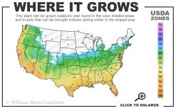 Brackens Brown Beauty Magnolia - 7 Gallon Pot (5-6') 11 Brackens Brown Beauty Magnolia - 7 Gallon Pot (5-6') -SHRUBS and BUSHES Store 5b 11 2