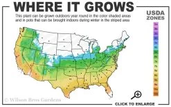 Graham Blandy Columnar Boxwood - 2 Gallon Pot -SHRUBS and BUSHES Store 5b 9b 4