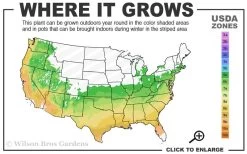 Autumn Majesty Encore Azalea - 6 Pack Of 1 Gallon Pots -SHRUBS and BUSHES Store 6A 9B 42