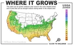 Snow Flurry Hardy Gardenia - 1 Gallon Pot 9 Snow Flurry Hardy Gardenia - 1 Gallon Pot -SHRUBS and BUSHES Store 6a 10a 2