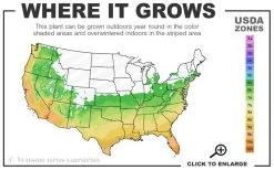 Pony Tails Mexican Feather Grass (Stipa Tennuissima) - 6 Pack Of Quart Pots -SHRUBS and BUSHES Store 6a 10b 6