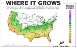 Variegated Liriope - Monkey Grass / Lilyturf - 6 Pack Of Pint Pots -SHRUBS and BUSHES Store 6a 11 11