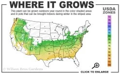 Dee Runk Columnar Boxwood - 6 Pack Of 1 Gallon Pots 8 Dee Runk Columnar Boxwood - 6 Pack Of 1 Gallon Pots -SHRUBS and BUSHES Store 6a 8b 17