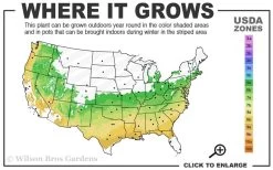 Sir Robert Dwarf Azalea - 1 Gallon Pot -SHRUBS and BUSHES Store 6a 9a 1