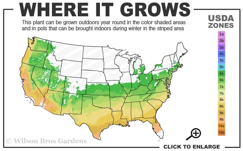 Canzonetta Azalea - 1 Gallon Pot 5 Canzonetta Azalea - 1 Gallon Pot - Image 3