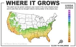 Angus Cold Hardy Eucalyptus Tree (Eucalyptus Nicholii) - 5 Gallon Pot 12 Angus Cold Hardy Eucalyptus Tree (Eucalyptus Nicholii) - 5 Gallon Pot -SHRUBS and BUSHES Store 6b 10b 8