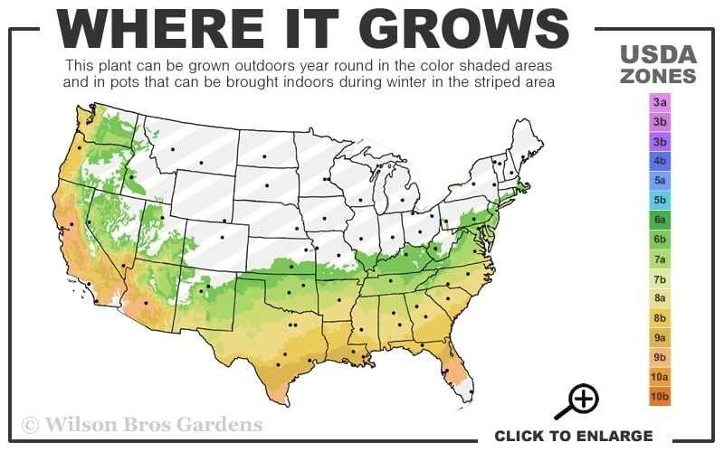 Big O Cold Hardy Eucalyptus Tree (Eucalyptus Neglecta) - 6 Pack Of 1 Gallon Pots 5 Big O Cold Hardy Eucalyptus Tree (Eucalyptus Neglecta) - 6 Pack Of 1 Gallon Pots - Image 3