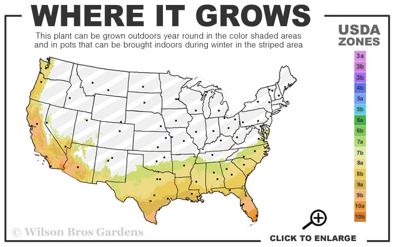 Divinely Blue Deodar Cedar Tree (Single Trunk Topiary) - 5 Gallon Pot 5 Divinely Blue Deodar Cedar Tree (Single Trunk Topiary) - 5 Gallon Pot - Image 3