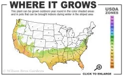 Fruitland's Fortune Tea Olive Double Trunk Tree Form - 7 Gallon Pot (4-5') -SHRUBS and BUSHES Store 7a 10a 3