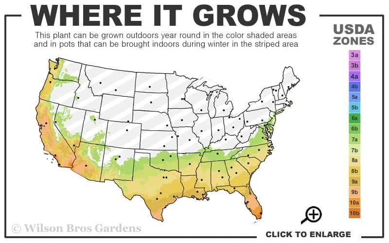 Goldcrest Monterey Lemon Cypress - 2-Ball Poodle Tier Topiary - 2 Gallon Pot 5 Goldcrest Monterey Lemon Cypress - 2-Ball Poodle Tier Topiary - 2 Gallon Pot - Image 3