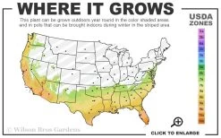 Banana Shrub - 1 Gallon Pot 11 Banana Shrub - 1 Gallon Pot -SHRUBS and BUSHES Store 7a 10b 88