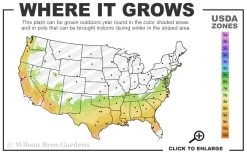 Glen St. Mary Silverberry (Elaeagnus Pungens) - 7 Gallon Pot -SHRUBS and BUSHES Store 7a 9b 102