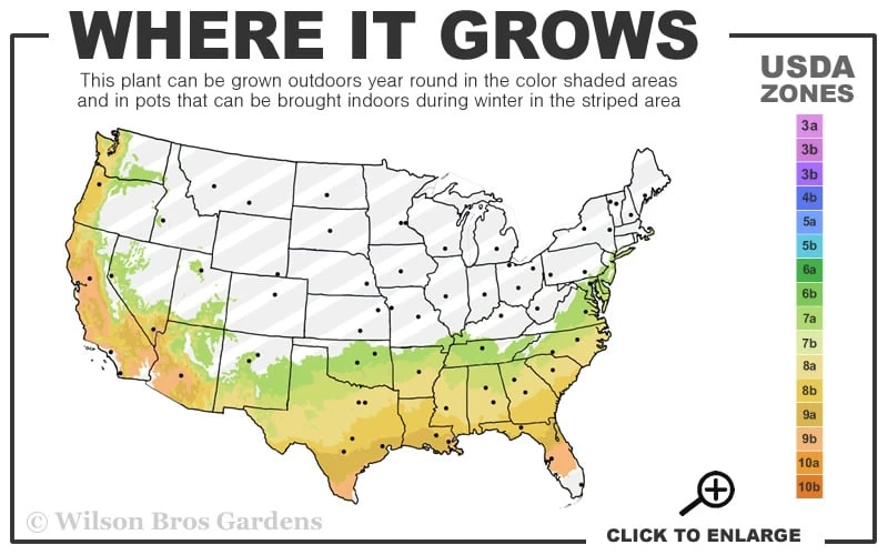 Dr. J.C. Raulston Camellia Japonica - 3 Gallon Pot 5 Dr. J.C. Raulston Camellia Japonica - 3 Gallon Pot - Image 3