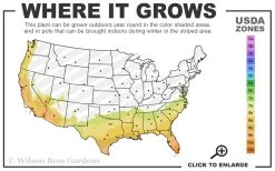 Formosa Southern Indica Azalea - 1 Gallon Pot 13 Formosa Southern Indica Azalea - 1 Gallon Pot -SHRUBS and BUSHES Store 7b 10b 10
