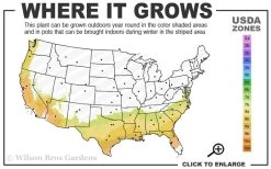 Jerry Donnan Camellia Japonica - 3 Gallon Pot 7 Jerry Donnan Camellia Japonica - 3 Gallon Pot -SHRUBS and BUSHES Store 7b 9b