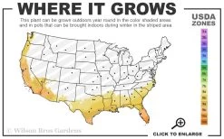 Look Again Camellia Japonica - 3 Gallon Pot 9 Look Again Camellia Japonica - 3 Gallon Pot -SHRUBS and BUSHES Store 8a 11