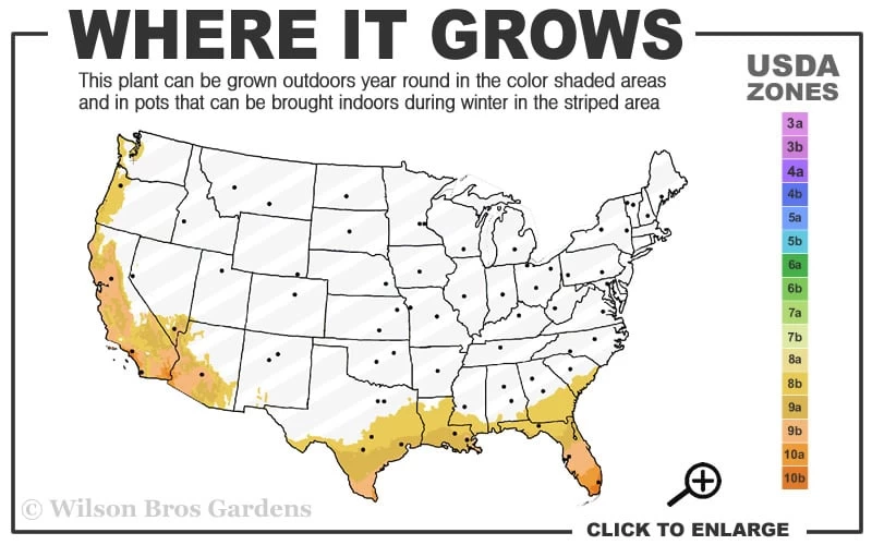 Red Cluster Bottlebrush Tree - 7 Gallon Pot 5 Red Cluster Bottlebrush Tree - 7 Gallon Pot - Image 3