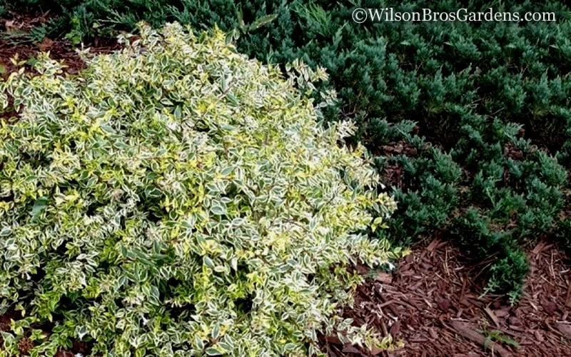 Lemon Lime Dwarf Abelia - 3 Gallon Pot 8 Lemon Lime Dwarf Abelia - 3 Gallon Pot - Image 6