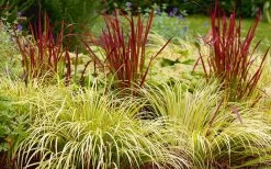 Golden Sweet Flag - Acorus Gramineus 'Ogon' - 10 Pack Of Quart Pots -SHRUBS and BUSHES Store Acorus Ogon 103 1