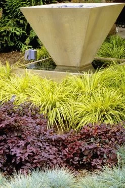 Golden Sweet Flag - Acorus Gramineus 'Ogon' - 5 Pack Of Quart Pots -SHRUBS and BUSHES Store Acorus Ogon 104