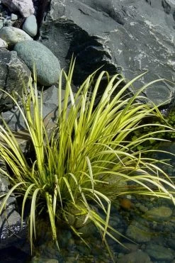 Golden Sweet Flag - Acorus Gramineus 'Ogon' - 5 Pack Of Quart Pots -SHRUBS and BUSHES Store Acorus Ogon 105