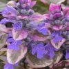 Burgundy Glow Ajuga - Bugleweed - 10 Count Flat Of 4" Pint Pots -SHRUBS and BUSHES Store Ajuga Burgundy Glow 100