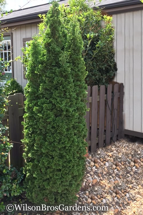 Degroots Spire Arborvitae - 7 Gallon Pot (3-4') 8 Degroots Spire Arborvitae - 7 Gallon Pot (3-4') - Image 6