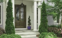 Degroots Spire Arborvitae - 7 Gallon Pot (3-4') 11 Degroots Spire Arborvitae - 7 Gallon Pot (3-4') -SHRUBS and BUSHES Store Arborvitae Degroots Spire 30