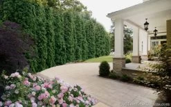 Degroots Spire Arborvitae - 7 Gallon Pot (3-4') 12 Degroots Spire Arborvitae - 7 Gallon Pot (3-4') -SHRUBS and BUSHES Store Arborvitae Degroots Spire 33